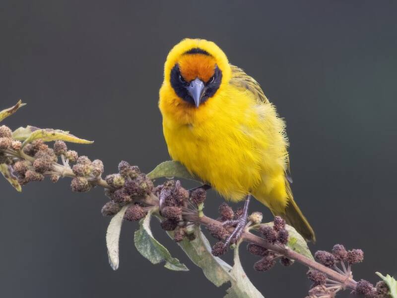 Bertram's Weaver, Photos 3