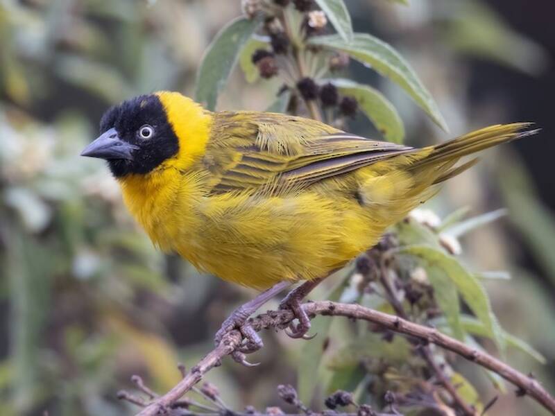 Bertram's Weaver, Photos 4