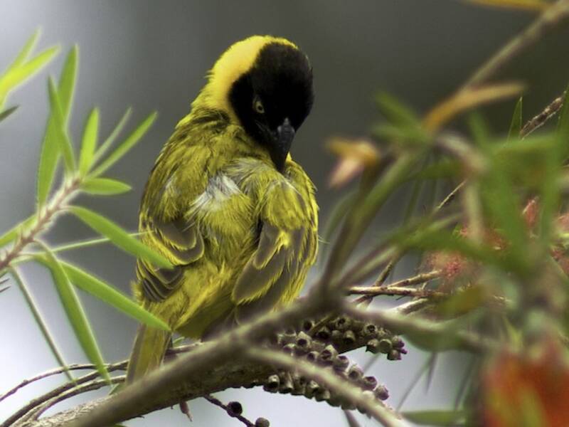 Bertram's Weaver, Photos 2