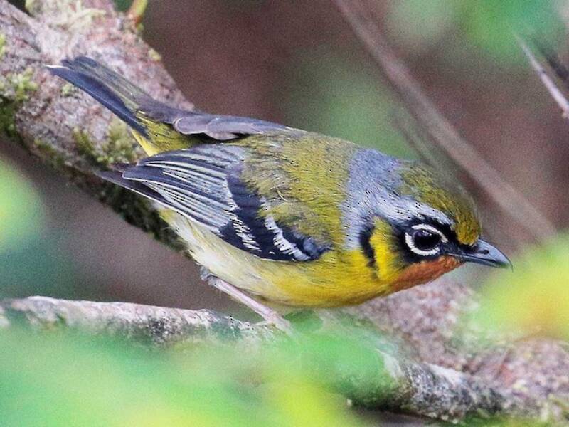 Black-eared Shrike-Babbler