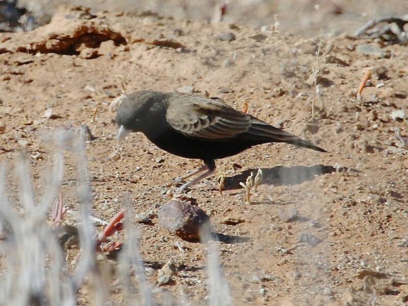 Black-eared Sparrow-Lark