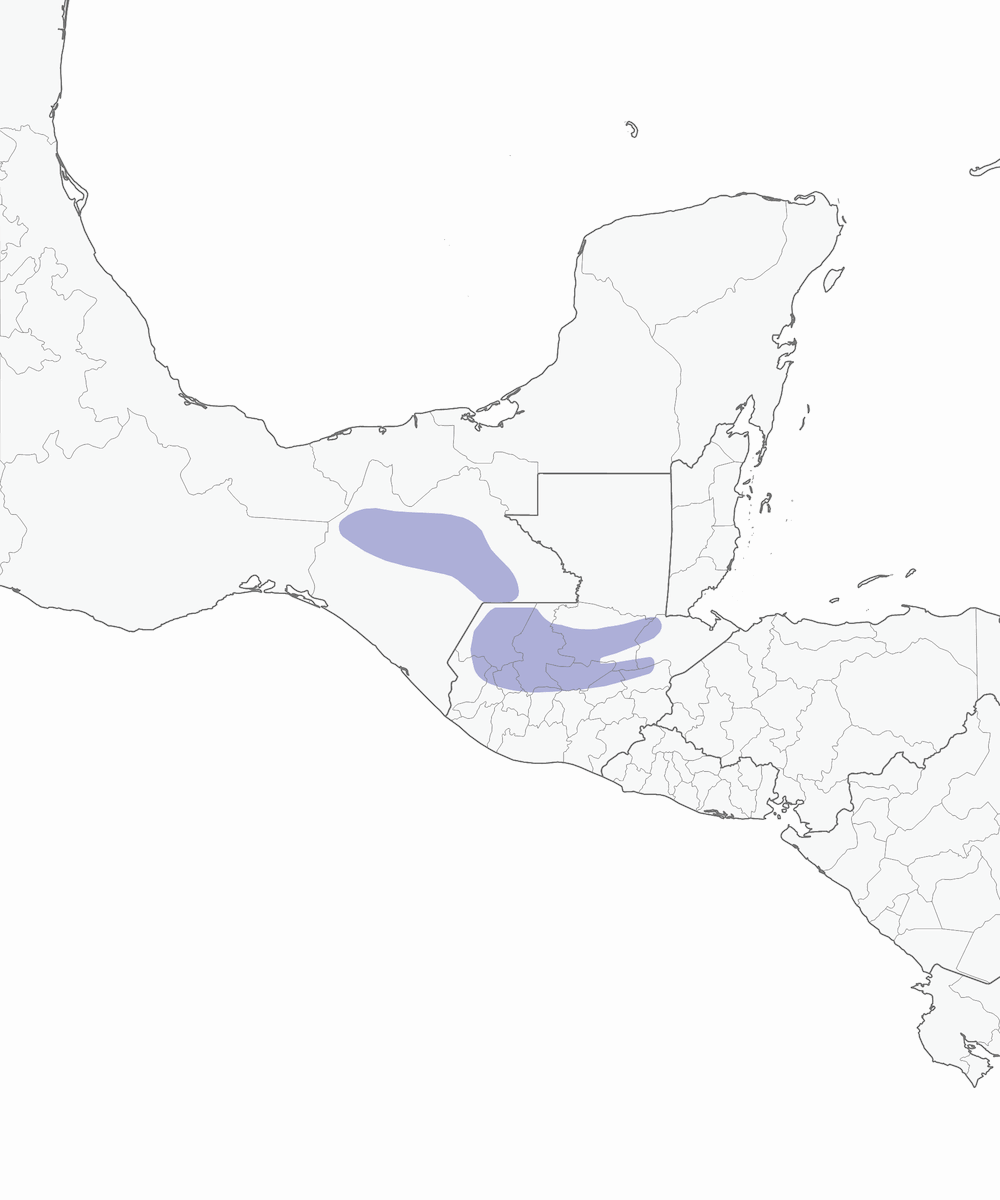 Assiolo barbuto, Distribuzione 1