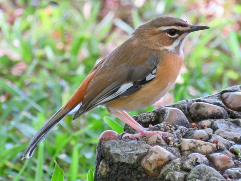 Bearded Scrub-Robin, Photos 4