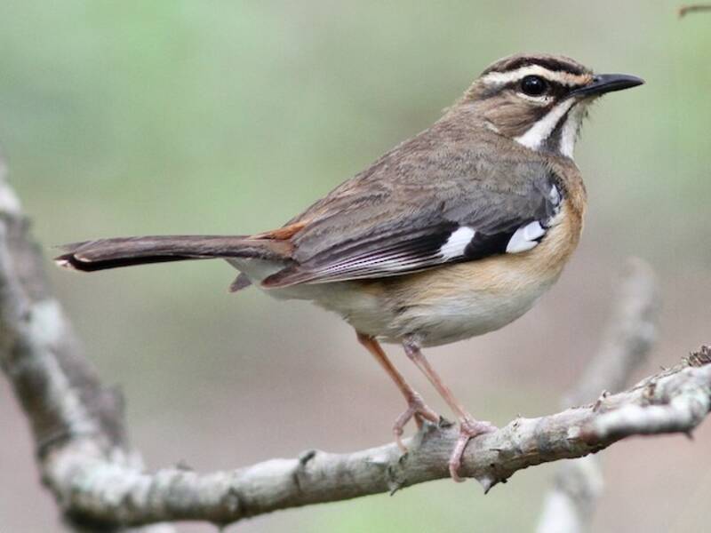 Bearded Scrub-Robin, Photos 3