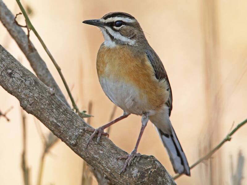 Bearded Scrub-Robin, Photos 2