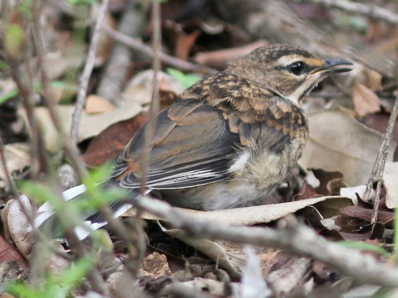 Bearded Scrub-Robin