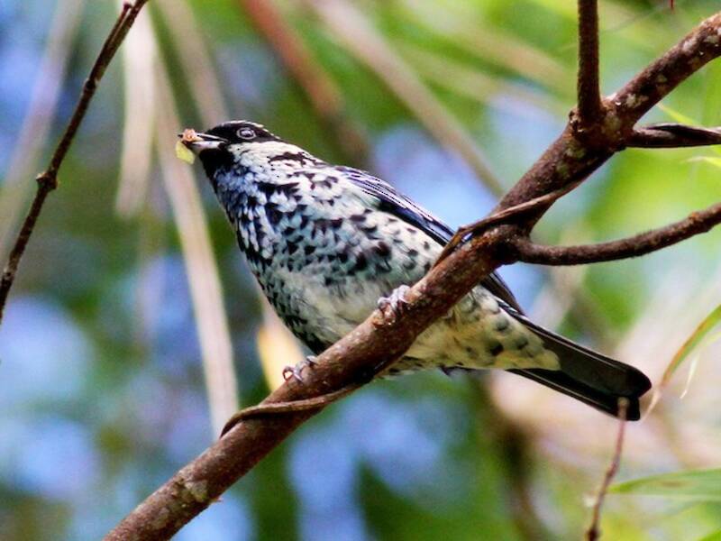 Tangara berilosa, Fotos 4