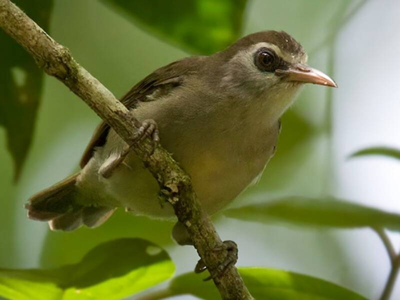 Bare-eyed White-eye, Photos 3