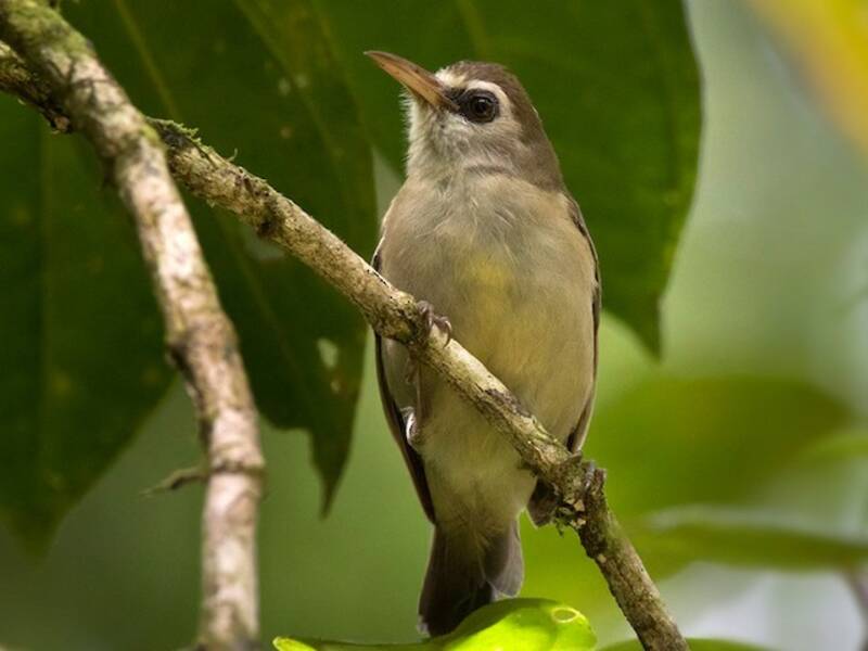 Bare-eyed White-eye, Photos 2