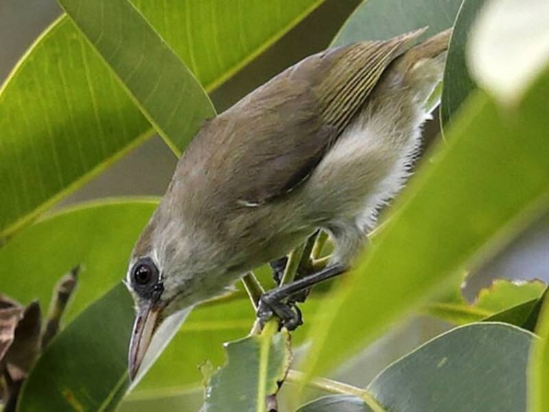 Bare-eyed White-eye