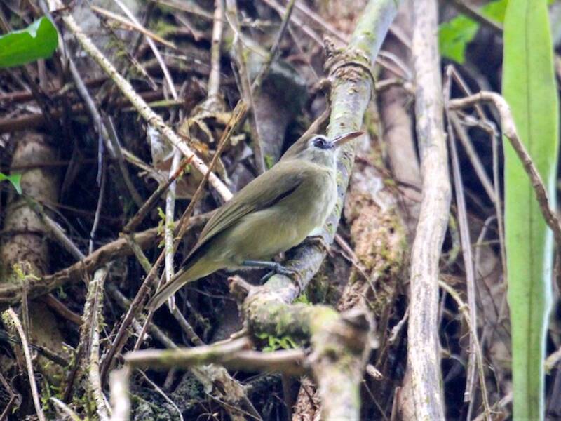 Bare-eyed White-eye, Photos 4