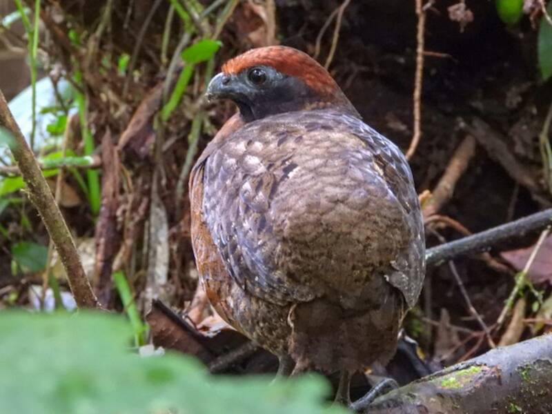 Black-eared Wood-Quail, Photos 3