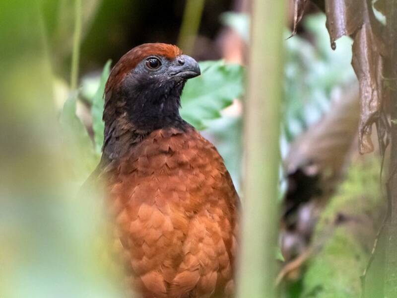 Black-eared Wood-Quail, Photos 4