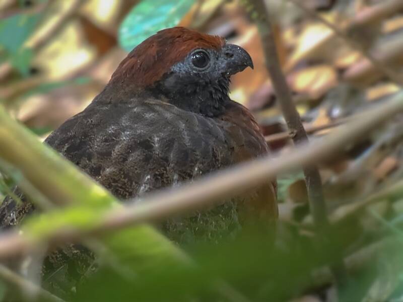 Black-eared Wood-Quail