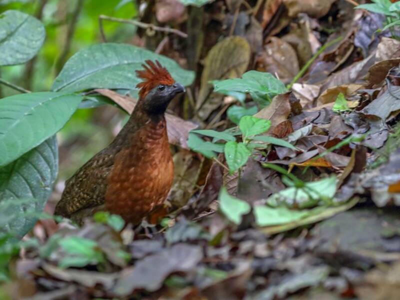 Black-eared Wood-Quail, Photos 2