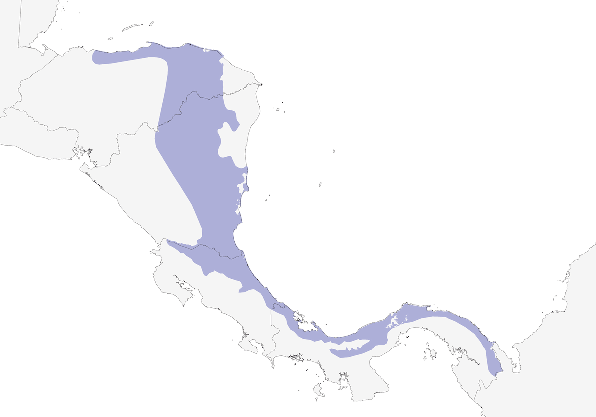 Black-eared Wood-Quail, Distribution 1