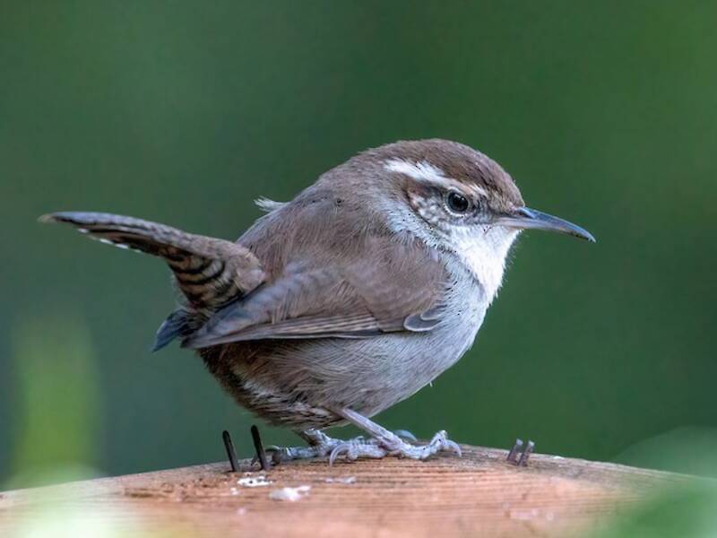 Bewick's Wren (Thryomanes bewickii)
