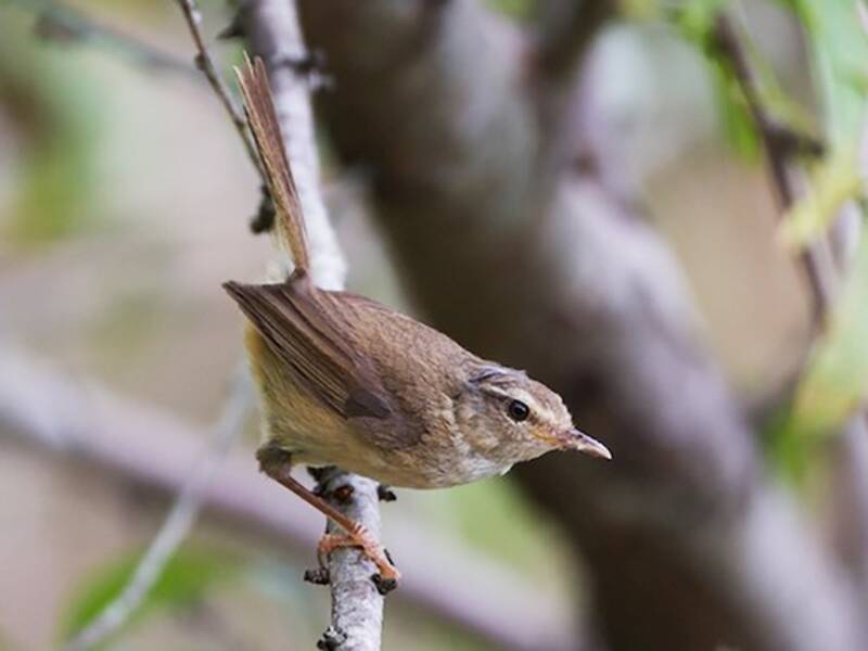 Brownish-flanked Bush Warbler, Photos 2