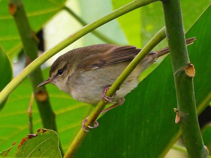 Brownish-flanked Bush Warbler, Photos 4