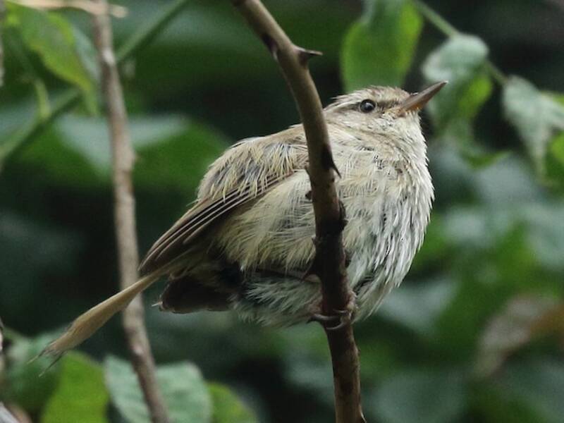 Brownish-flanked Bush Warbler, Photos 3