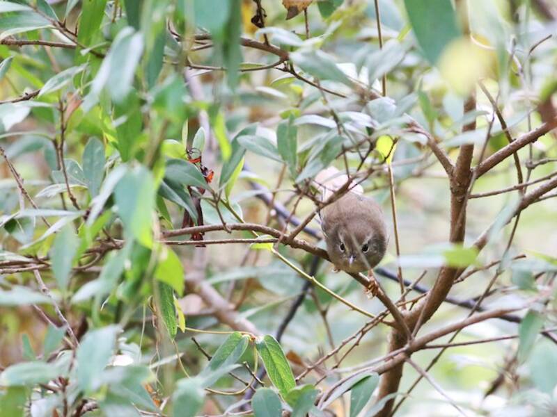 Brownish-flanked Bush Warbler