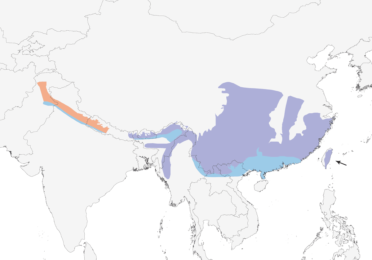 Brownish-flanked Bush Warbler, Distribution 1