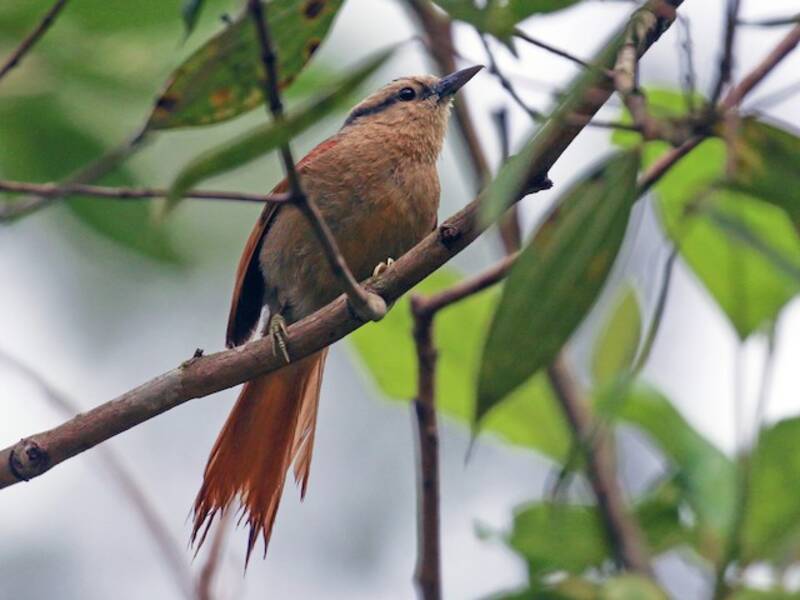 Buff-fronted Foliage-gleaner