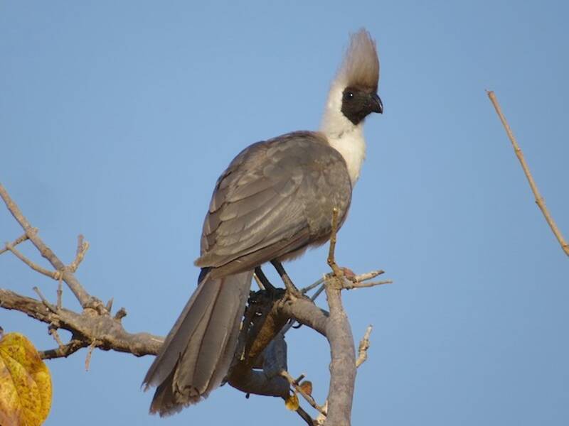 Bare-faced Go-away-bird, Photos 3