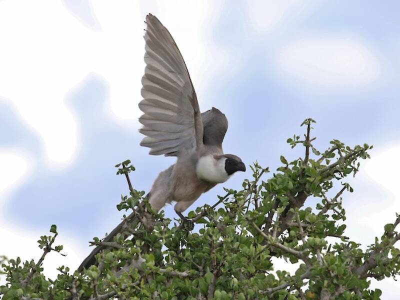 Bare-faced Go-away-bird, Photos 2