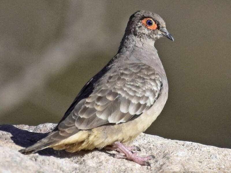 Bare-faced Ground Dove, 照片 4