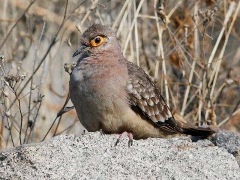Bare-faced Ground Dove, 照片 2