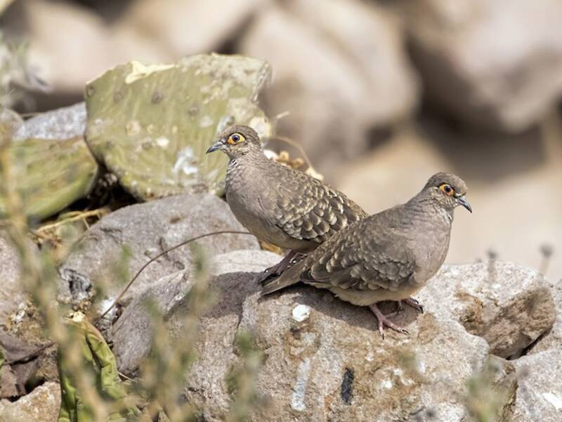 Bare-faced Ground Dove