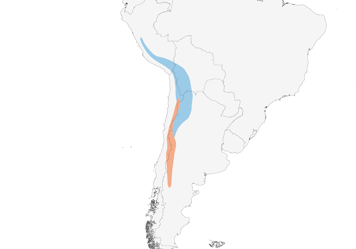 Tiranuelo Frentinegro, Distribución 1