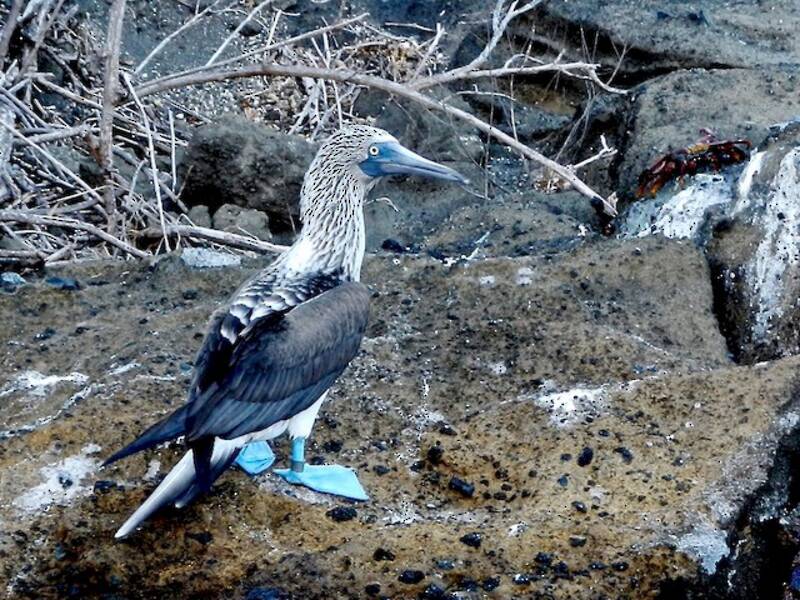 Blue-footed Booby (Sula nebouxii)
