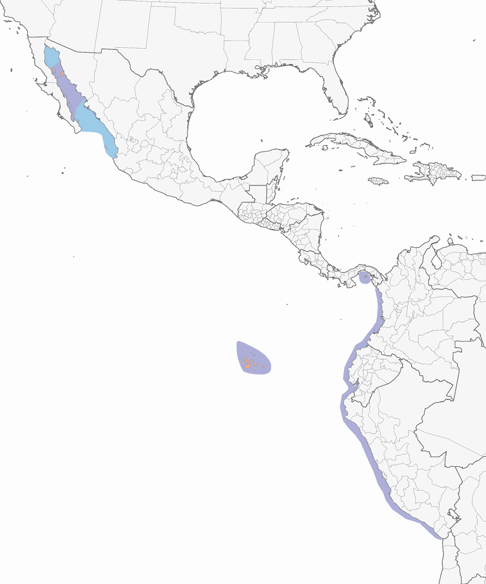 Sula piediazzurri, Distribuzione 1