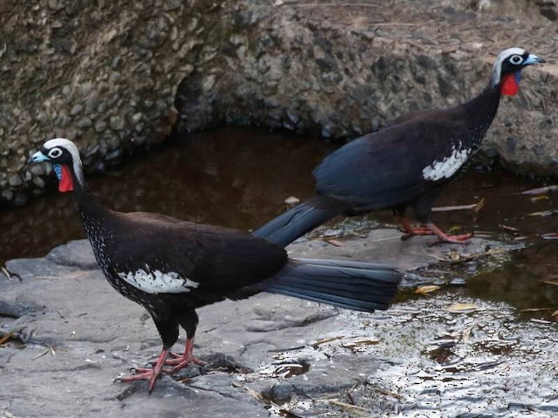 Schwarzstirn-Pfeifguan, Fotos 4