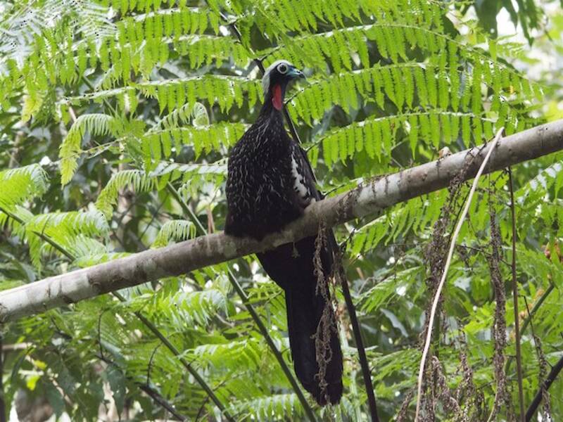 Black-fronted Piping-Guan