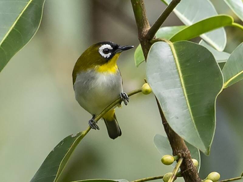 Black-fronted White-eye