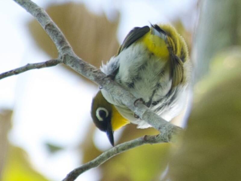 Black-fronted White-eye, Photos 3