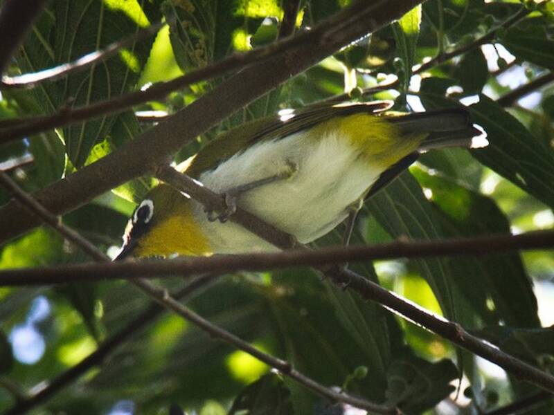 Black-fronted White-eye, Photos 2
