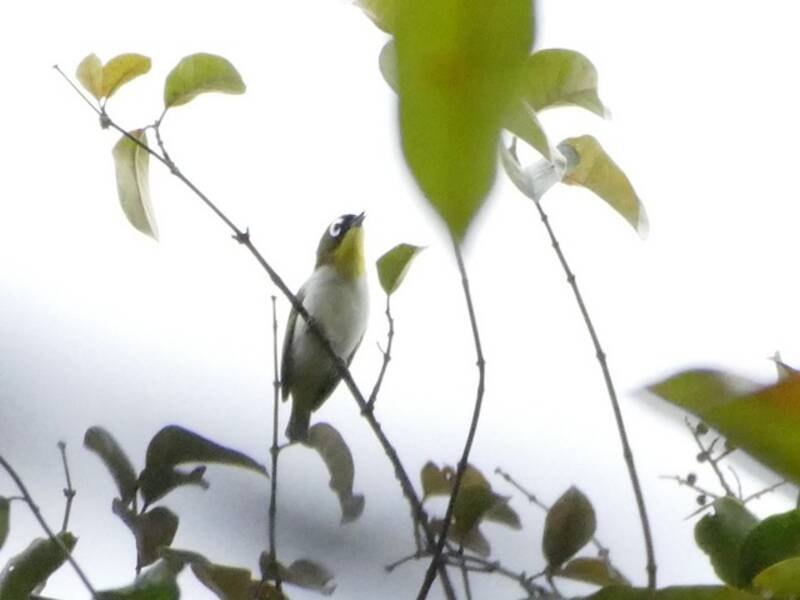 Black-fronted White-eye, Photos 4