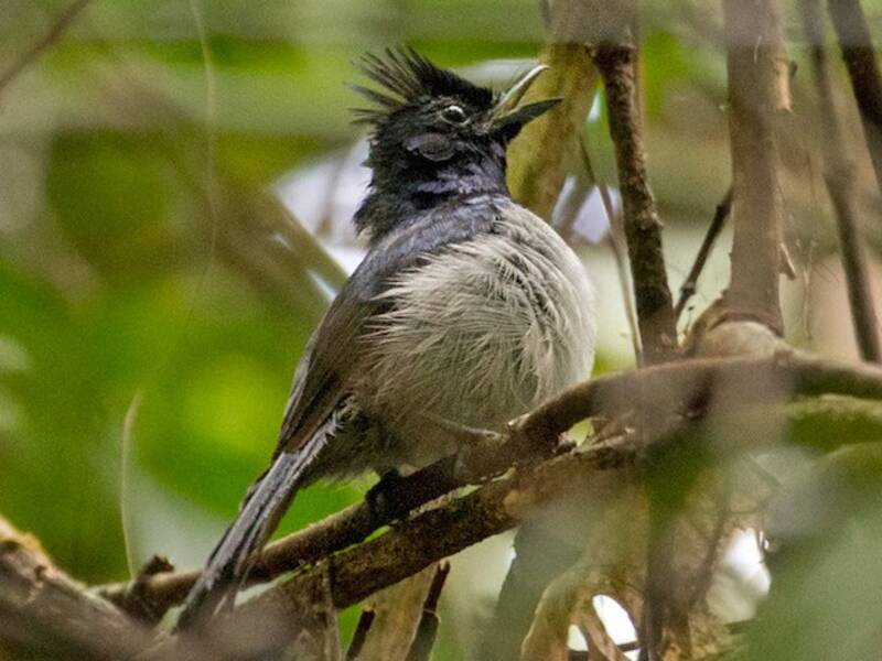 Blue-headed Crested Flycatcher, Photos 2