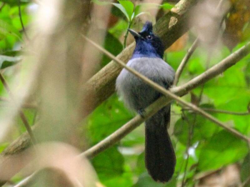 Blue-headed Crested Flycatcher, Photos 3