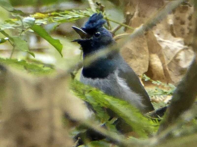Blue-headed Crested Flycatcher, Photos 4