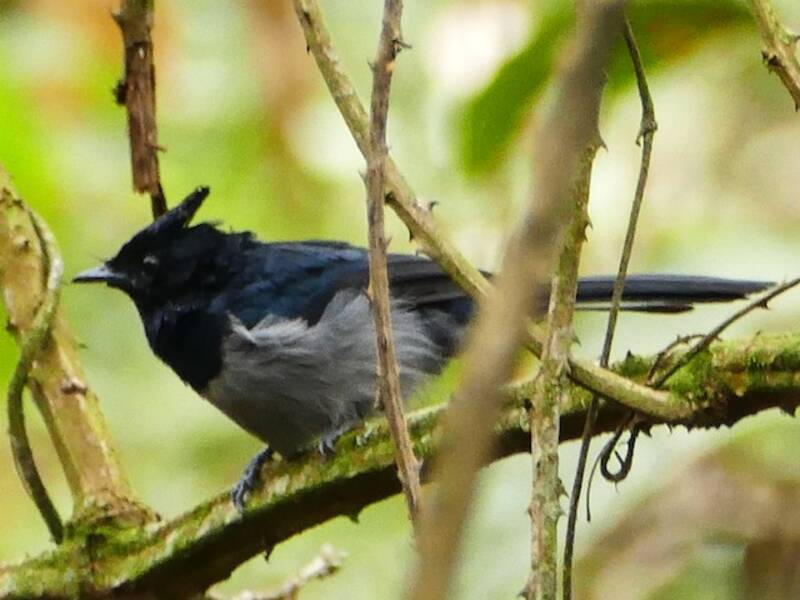 Blue-headed Crested Flycatcher