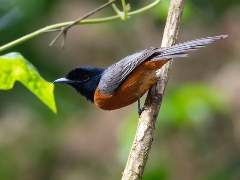 Black-headed Paradise-Flycatcher, Photos 3