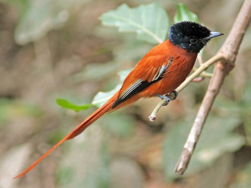 Black-headed Paradise-Flycatcher, Photos 2