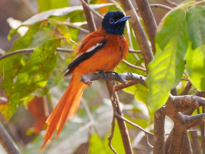 Black-headed Paradise-Flycatcher, Photos 4