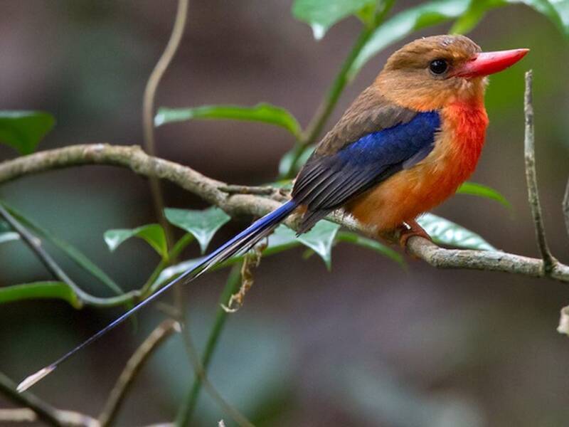 Brown-headed Paradise-Kingfisher, Photos 3