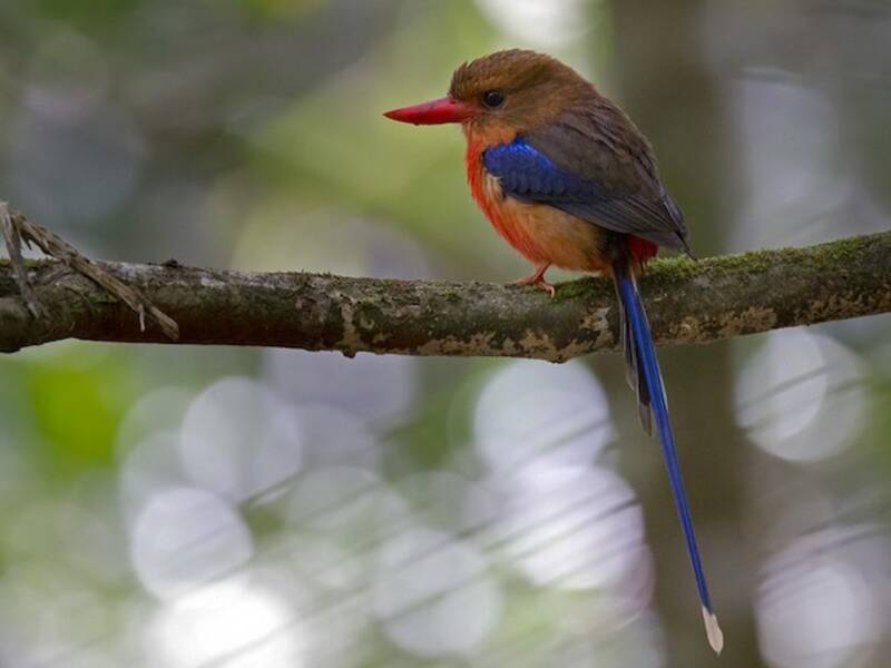 Brown-headed Paradise-Kingfisher, Photos 2